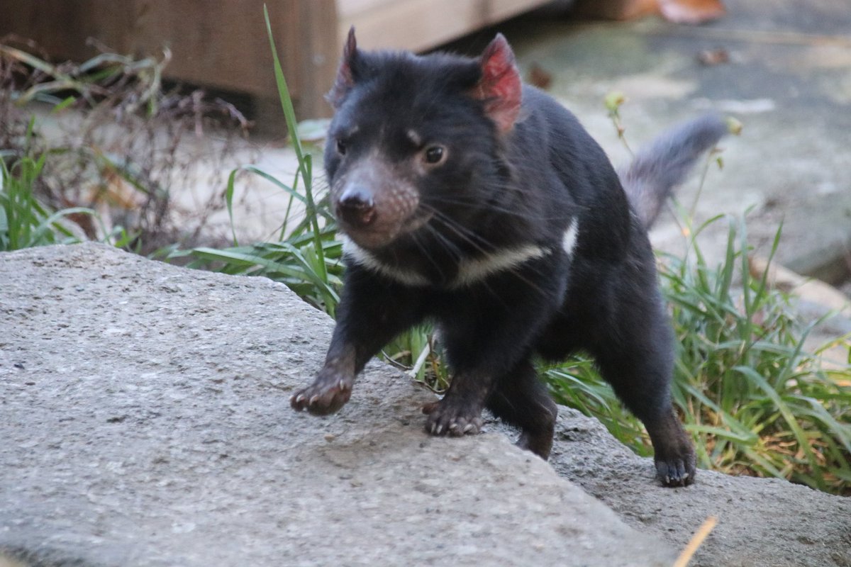 シュウ タスマニアデビルちゃん 多摩動物公園 タスマニアデビル