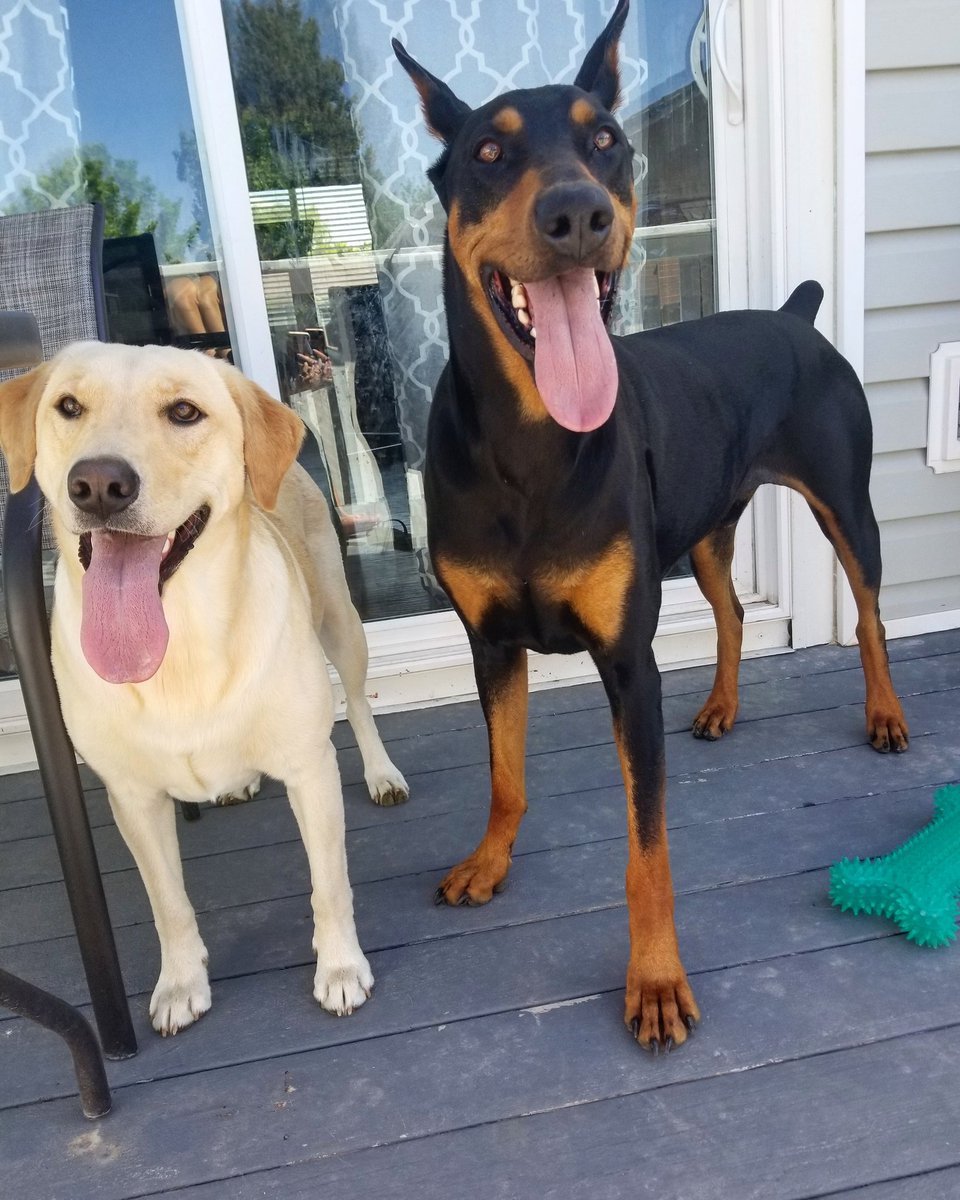 jurassicbark22's tweet photo. Happy pups.
#doberman #dobermanlove #dobermanpinscher #dobermansofinstagram #yellowlabrador #yellowlab #labradorretriever #labsofinstagram #dogsoftwitter https://t.co/5SCOXkObec