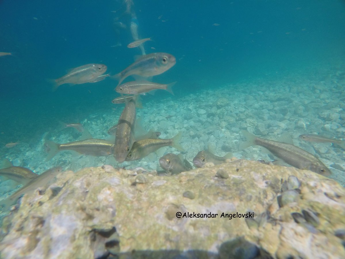 lake_ohrid's tweet photo. Happy International Day for Biological Diversity! #BiodiversityDay 
In terms of endemic biodiversity, #LakeOhrid with 212 known endemic species and a surface area of 358 km2 is probably the most diverse lake in the world, taking surface area into account. https://t.co/6H0B3H3IIS