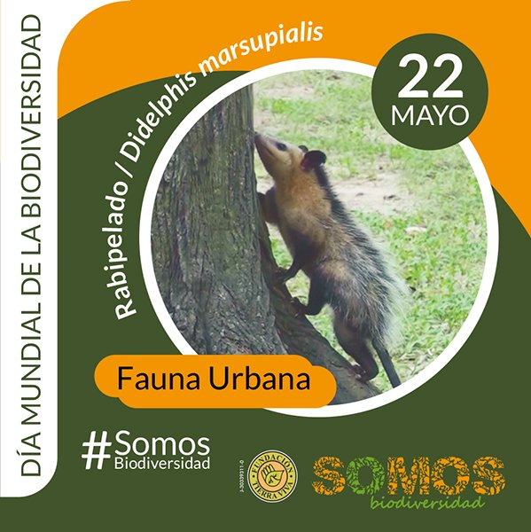 ElArcaCriolla's tweet photo. #22Mayo Día de la Diversidad Biológica - Venezuela es uno de los 10 países megadiversos del planeta junto a Colombia, Brasil, Perú y Ecuador #SomosBiodiversidad https://t.co/Kz9kkBeKCT