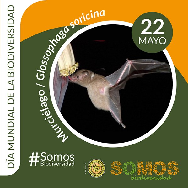 ElArcaCriolla's tweet photo. #22Mayo Día de la Diversidad Biológica - Venezuela es uno de los 10 países megadiversos del planeta junto a Colombia, Brasil, Perú y Ecuador #SomosBiodiversidad https://t.co/Kz9kkBeKCT