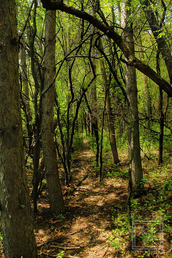 KjpPhotography's tweet photo. Another shot of walking along a deer #trail through the #trees #MiddletonWisconsin At #BlackEarthCreek- Sunnyside Unit #DaneCounty #Wildlife Area. (5-18-2018)  #CanonBringIt #Tamron #photography #landscapephotography #nature #trees #Path #ThePhotoHour #StormHour #Lightning #mood https://t.co/Jlm4fHwFG6