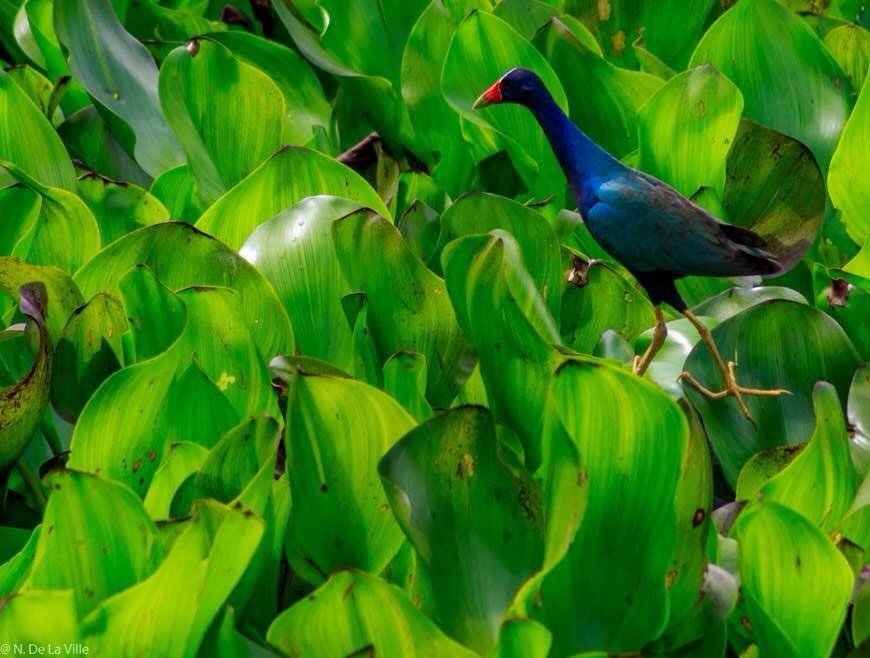 TierraVivaVzla's tweet photo. Día Internacional de la Diversidad Biológica - Venezuela es el sexto país del mundo con mayor diversidad de aves #SomosBiodiversidad https://t.co/xl3bS2qihN