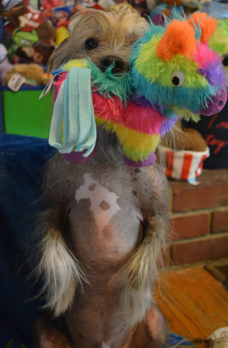 HairyJunebugs's tweet photo. #ToyCountTuesday Thank you @BarkShop for da Full O' Fluff Piรฑata, sent for my birthday, and adding to my ever expanding toy collection, I absolutely love it! ๐ #HairysToyBox #HairysToyCollection #ToyCount21 #MorninEveryone ๐ https://t.co/orXhsIFw7P