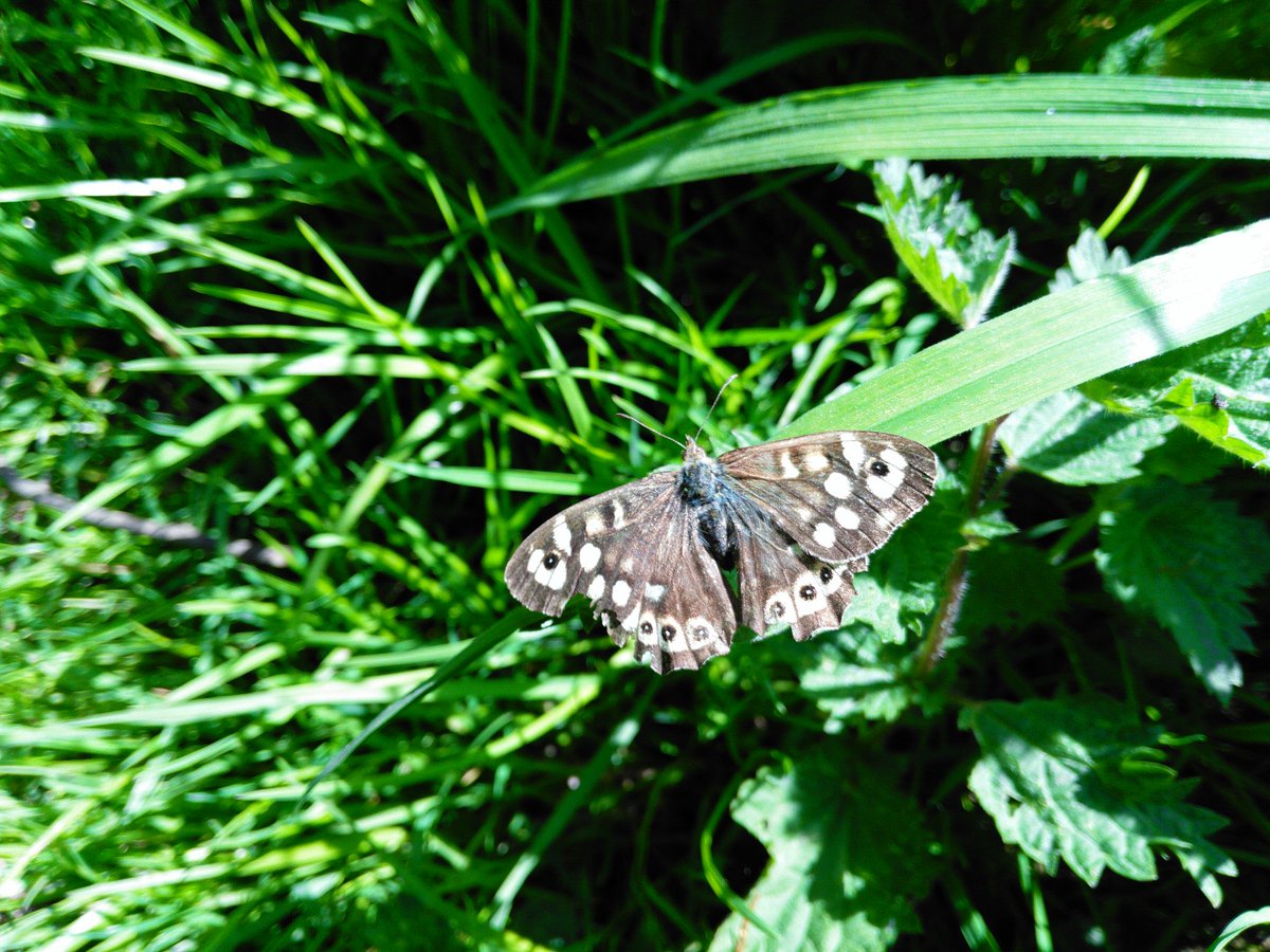 #noticenature on a lunchtime wander in Markeaton Park today - field of buttercups, Meadow Cranesbill, field of Cow parsley and a Speckled Wood butterfly #IntlBiodiversityDay