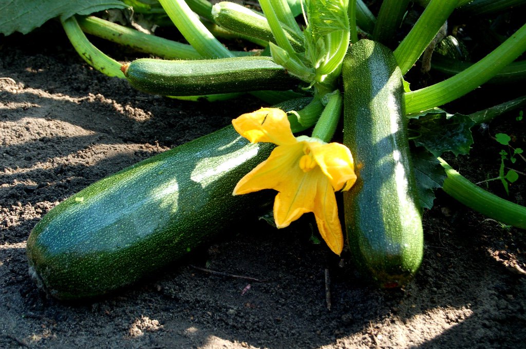 Locafora's tweet photo. Weekrecept gegrilde courgette bij Locafora - https://t.co/Xhg2ePVXLb https://t.co/tuy76LNi02