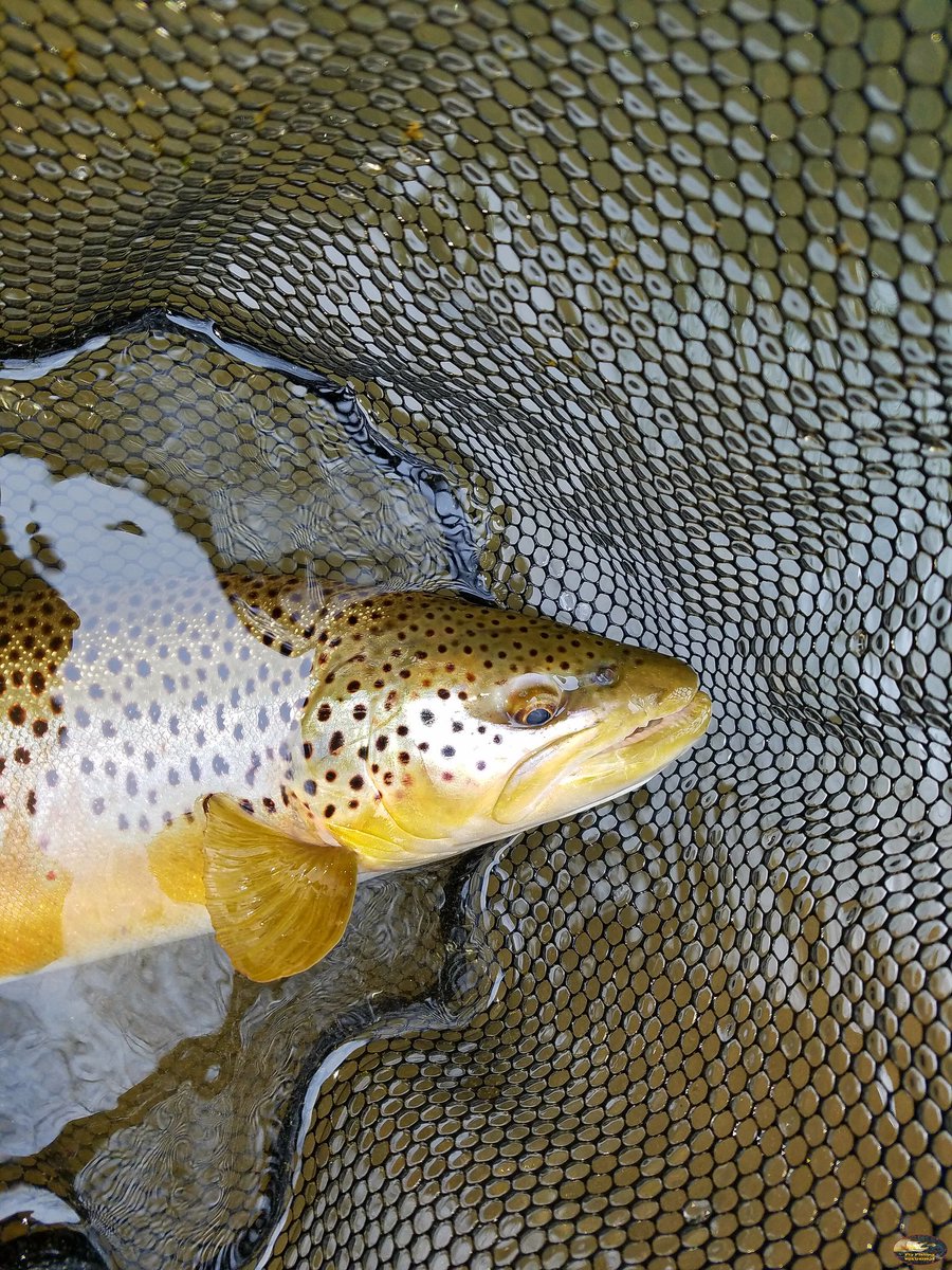 FishwithTJ's tweet photo. Head and shoulders
#flyfishing #fishing #flyfishwestvirginia #flyfishingnation #realwv #catchandrelease #wildtrout #wvangler #visitwv #gotowv #angler #wvliving #troutbum #explore #almostheaven #troutfishing #wvfish #repyourwater #wvmade #hawgfish #salmotrutta #browntrout https://t.co/GXts83tcoZ