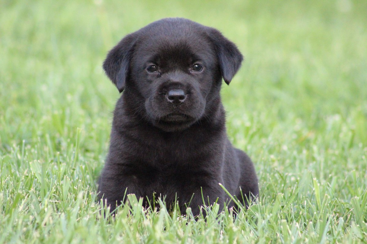 afracker's tweet image. Everyone meet our newest addition Maggie 🐾💜