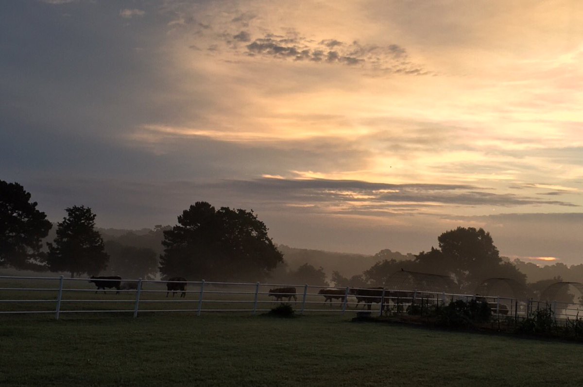 cut_beef's tweet photo. Can mornings at the ranch get anymore beautiful? #localbeef #mornings #tuesday #behappylivehealthy https://t.co/x4BiECIQtj