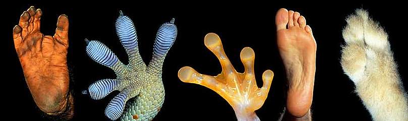 gsturloni's tweet photo. Oggi si celebra giornata mondiale della #biodiversità, ma una nuova ricerca svela che abbiamo già perso oltre l’80% dei #mammiferi selvatici e circa la metà delle #piante.
@espressonline → https://t.co/bDyz1E2aCR 
#BiodiversityDay https://t.co/MT1XyfHaRw