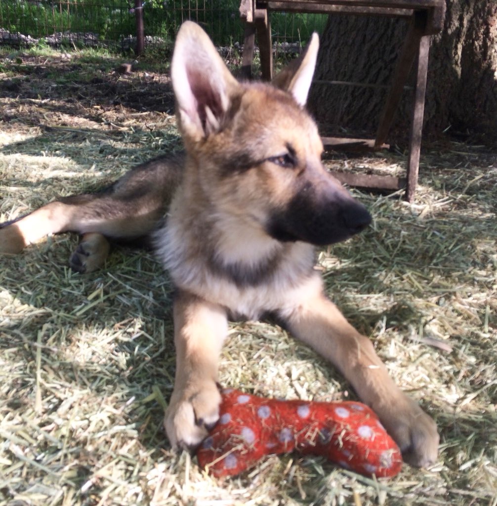 Lupus Dei V Twitter 生後日 こちらはお嬢さん シェパ色だけどマズルがウルフィーw ウルフドッグ オオカミ犬 狼 ハイブリッドウルフドッグ ハイブリッドウルフ オーナー募集 大型犬 子犬 ジャーマンシェパード Lupusdei T Co Oo4pzyah0g Twitter