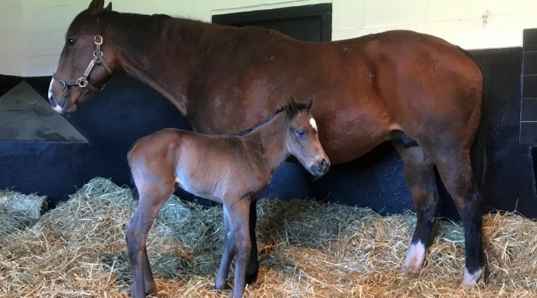 British Horseracing Authority tweet media