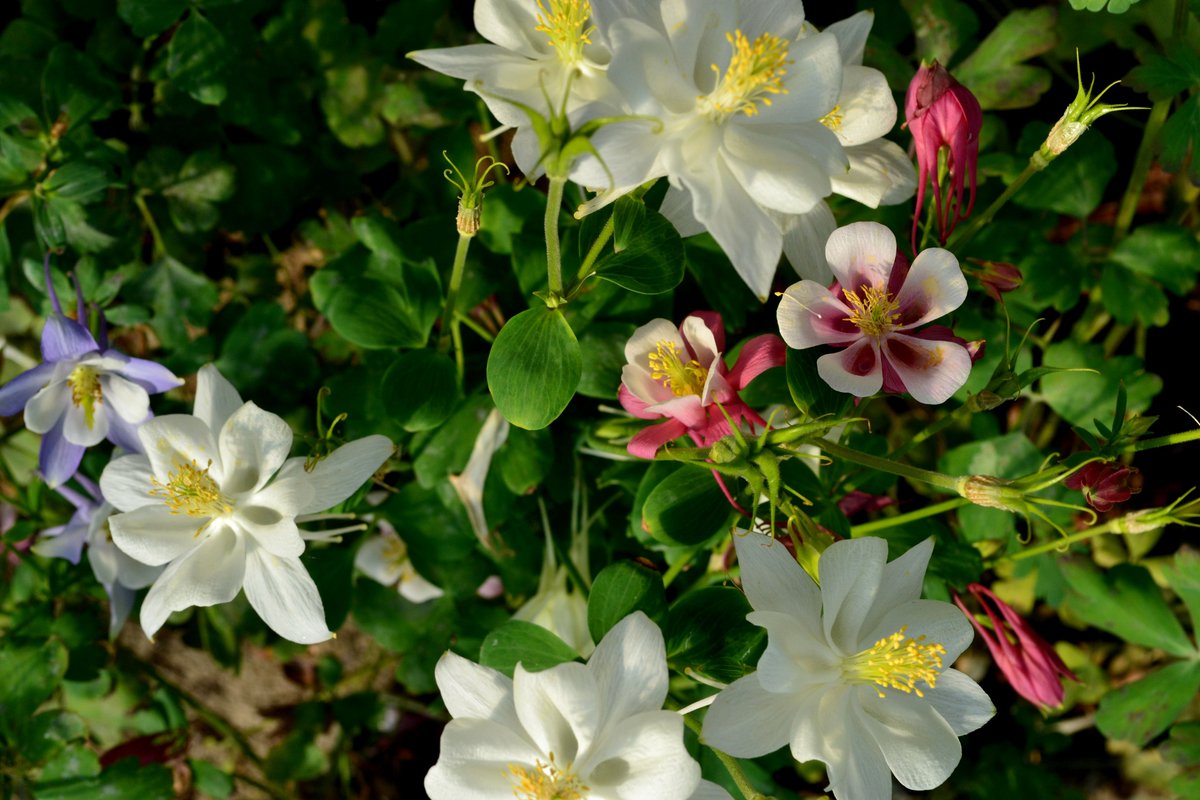 Sheridan Nurseries On Twitter Origami Columbine Has A