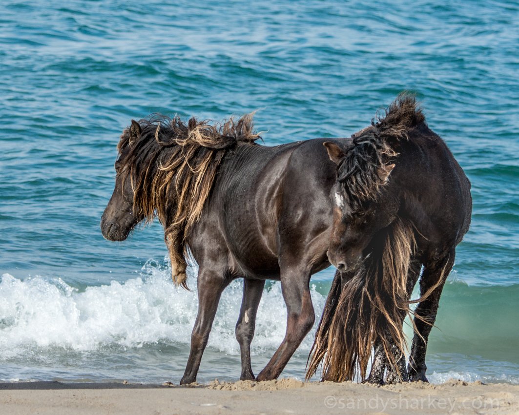 sablewildhorse tweet picture