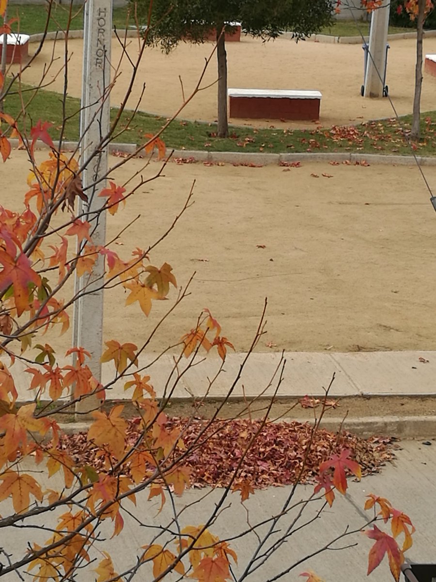 Quién se preocupa de la limpieza de las calles en Talca , semanas se acumulan las hojas  , sector Parque las Rastras <a href="/IMTalca/">Municipalidad Talca</a>  <a href="/radiopaloma/">Radio Paloma</a>