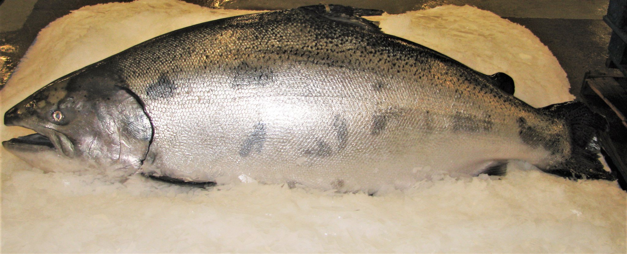 Legal Sea Foods On Twitter Rare Fish Alert We Have A 30lb ōra