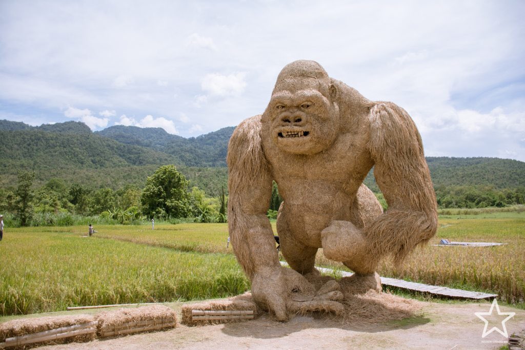 reviewchiangmai's tweet photo. ไปเซลฟี่กับคิงคองยักษ์!! กลางทุ่งนาห้วยตึงเฒ่ากันเถอะ ไปเช้าๆ หรือเย็นๆ ก็ดีนะ ตอนกลางวันร้อนเวอร์ 
.
👉 https://t.co/dOjDJY8hZd
.
#รีวิวเชียงใหม่ #reviewchiangmai #ReviewThailand #ห้วยตึงเฒ่า #เที่ยวเชียงใหม่ #เที่ยวไทย https://t.co/GTHrcbUXIT
