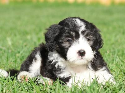 bordoodles's tweet photo. If you've been playing with the idea of bringing a wonderful Bordoodle into your family but just don't know enough about them,check out this page for some quick facts! https://t.co/mkzgqfumHD and when you're done, head to our page(linked in bio)and check out our upcoming litters! https://t.co/Yncbfi4tCa