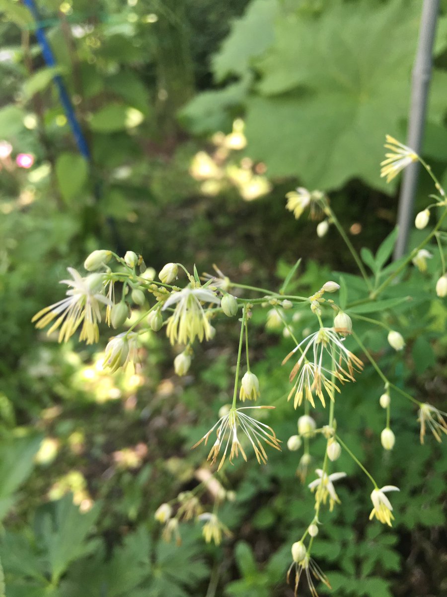 こみくママ様 Twitterren おはようございます 我が家の唐松草 キンポウゲ科カラマツソウ属 山野草 カラマツソウ 糸状の花を枝先に沢山付けて咲いてくれました 和名 糸状の花をカラマツの 葉に見立てた物