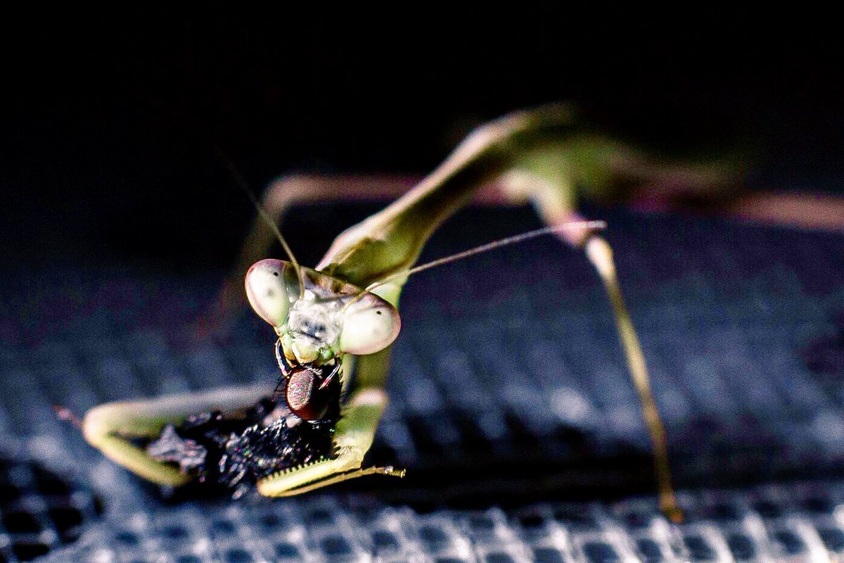 __ephemeroptera's tweet image. Randomly talked about my exotic mantids in the @CraftHags chat on Twitch today with @DaniHartel and others, so wanted to share some of my favorite macro photos I’ve taken of a few of them :) #mantids #entomology #macrophotography