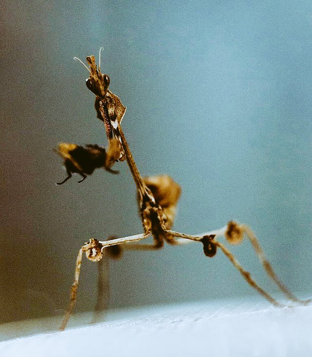 __ephemeroptera's tweet image. Randomly talked about my exotic mantids in the @CraftHags chat on Twitch today with @DaniHartel and others, so wanted to share some of my favorite macro photos I’ve taken of a few of them :) #mantids #entomology #macrophotography