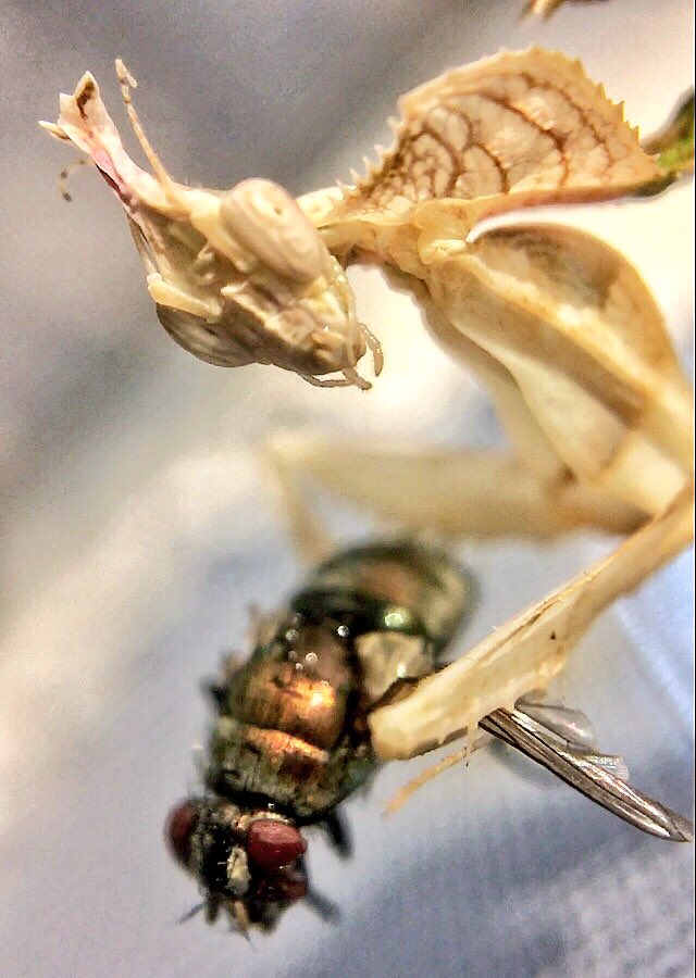 __ephemeroptera's tweet image. Randomly talked about my exotic mantids in the @CraftHags chat on Twitch today with @DaniHartel and others, so wanted to share some of my favorite macro photos I’ve taken of a few of them :) #mantids #entomology #macrophotography