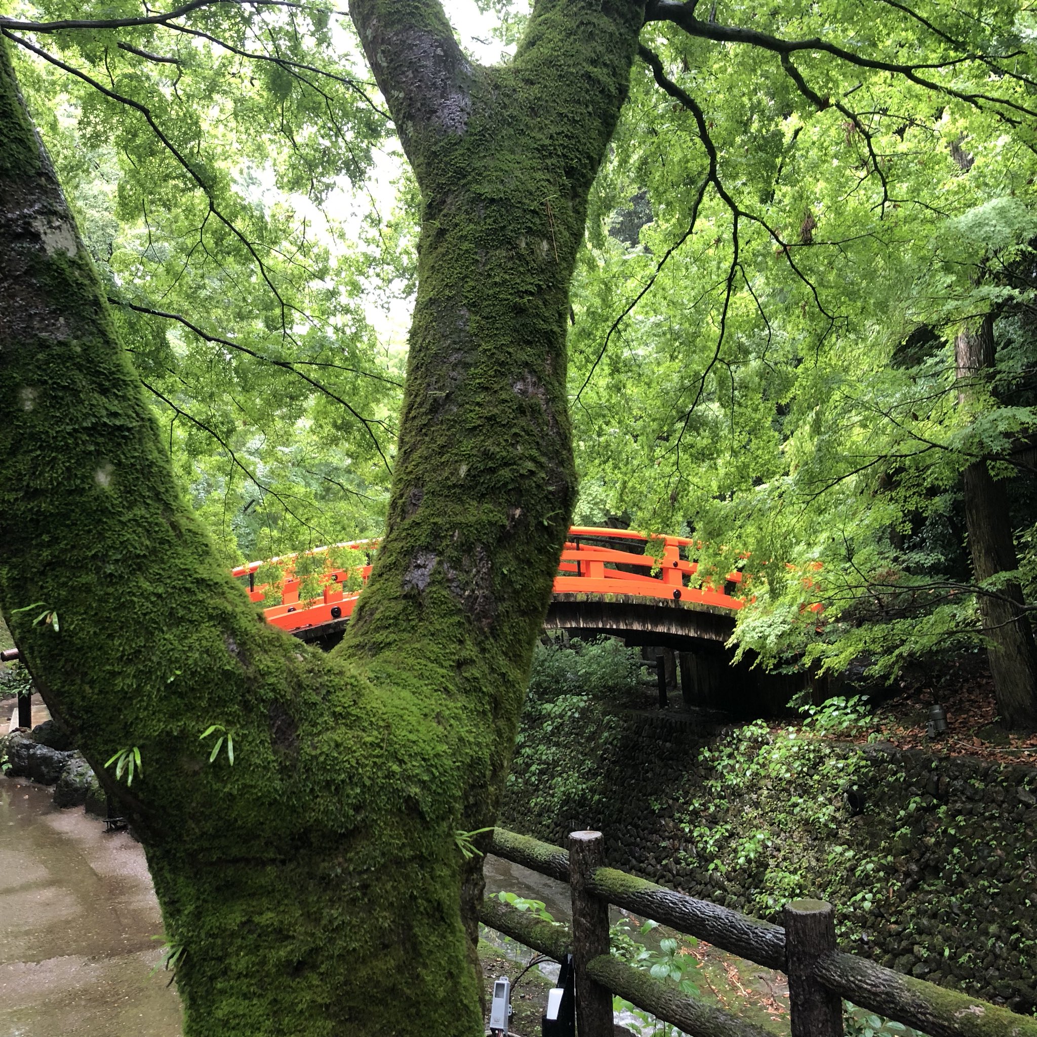 北野天満宮 北野文化研究所 梅雨ですね 苔映える 雨のもみじも 乙なもの 京都 北野天満宮 青もみじ 公開中 写真じゃなかなか伝わらない