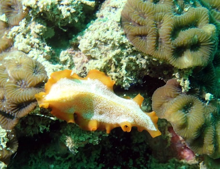 ScubaBirds's tweet photo. Brightly colored marine flatworm #polycladida #tubellaria #flatworm #scuba #diving #thailanddiving #underwaterlife #kohtao https://t.co/O5b2GB3Iwy