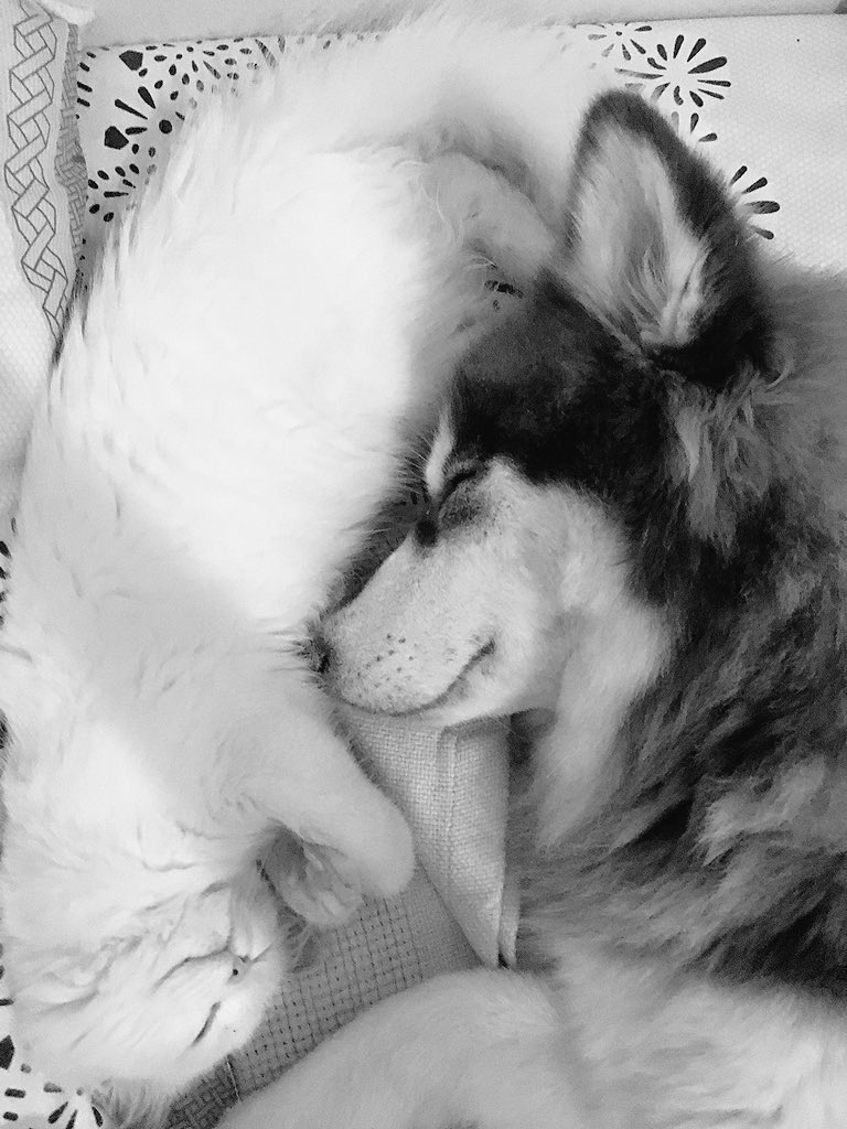 ShaymaYoussef's tweet photo. I think i’m in love with how they define the meaning of friendship, they just inspire me every morning. https://t.co/ufmSJTxZ8K