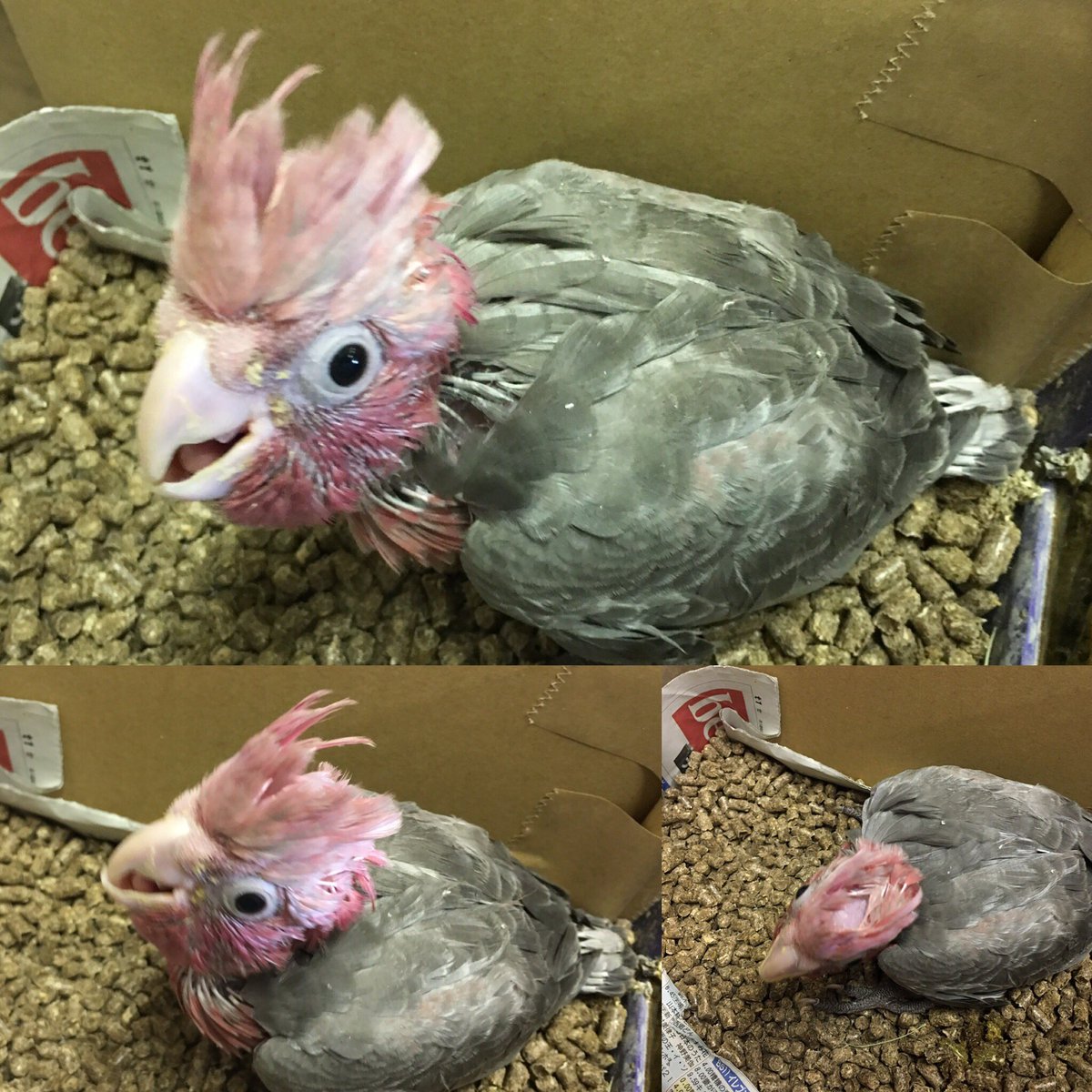 オウムのカフェ Freak Auf Twitter 今日の オウムカフェ モモイロインコ 貴重な国内産まれ 生後45日入店予定 モモイロはほとんどnz ベルギー アメリカ産 飛行時間長く さし餌の幼鳥は現実的に輸入できません 販売予定でおります 鳥カフェ インコカフェ オウムのカフェ Freak Auf Twitter 今日の オウムカフェ モモイロインコ 貴重な国内産まれ 生後45日入店予定 モモイロはほとんどnz ベルギー アメリカ産 飛行時間長く さし餌の幼鳥は現実的に輸入できません 販売予定でおります 鳥カフェ インコカフェ