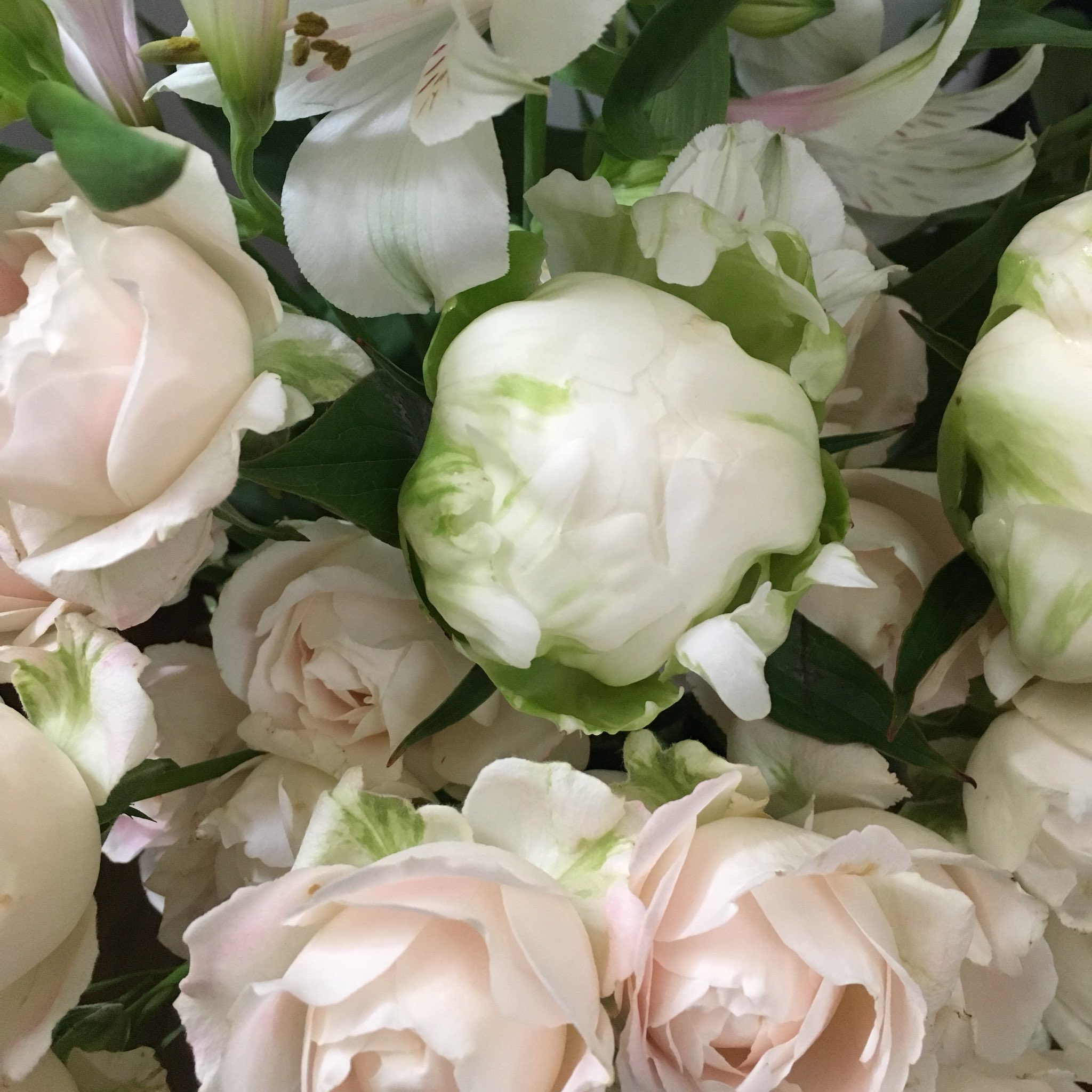 تويتر オリーブ على تويتر 気品ある純白のシャクヤクをお花束に 華やかな開花姿が待たれます シャクヤク 芍薬 芍薬の蕾 花あとりえエムズ T Co Fxtf0ntnwz