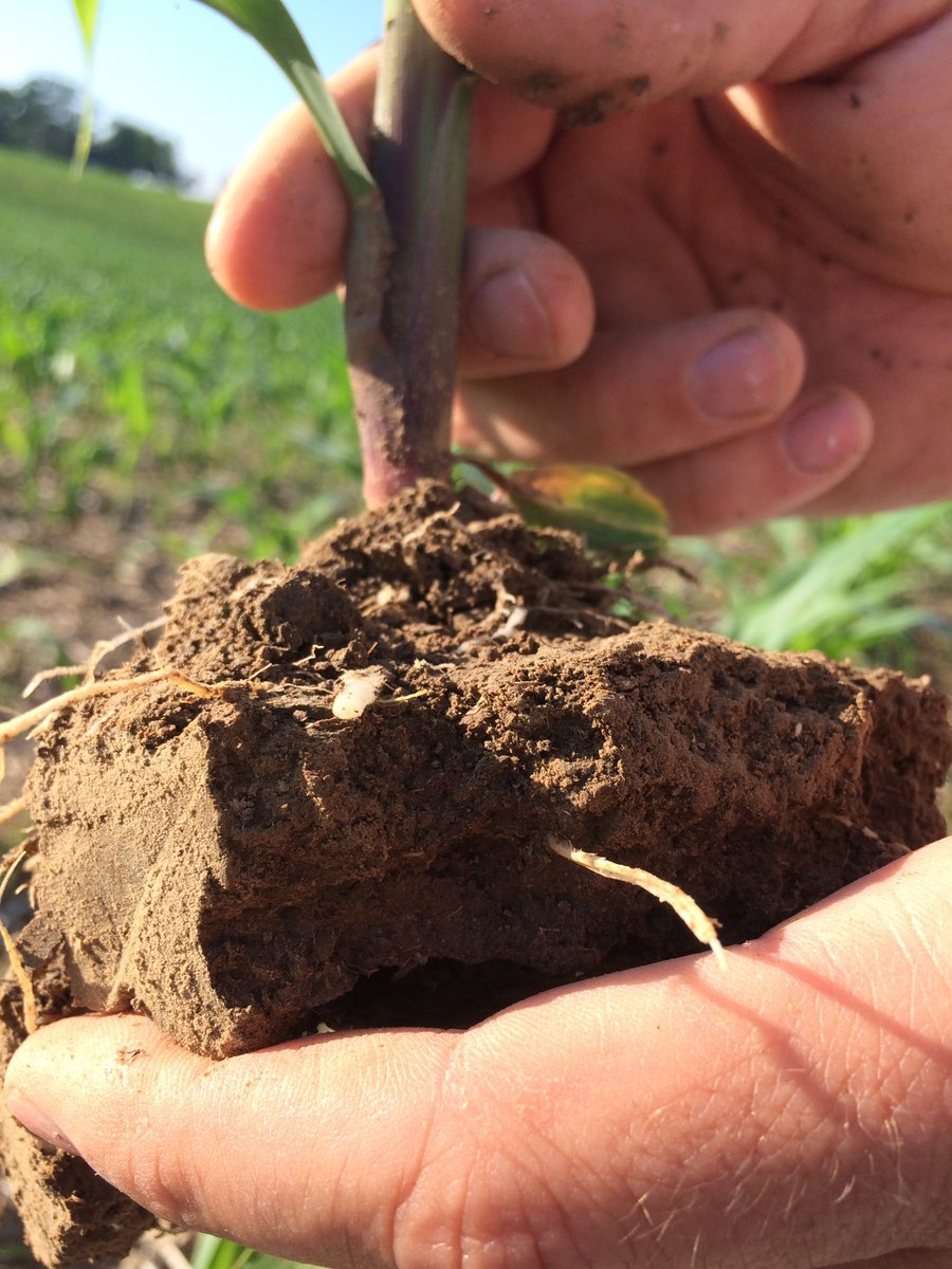 rkvittetoe's tweet photo. Check out what @ISUExtension field agronomists are seeing with the #crops across the state in this #ICMBlog post: https://t.co/jgLptPBvMO. Sulfur deficiency, herbicide carryover, spotty rain, and compaction are some of the issues they've seen! What are you seeing? #ISUCrops https://t.co/fVDamw1Dye