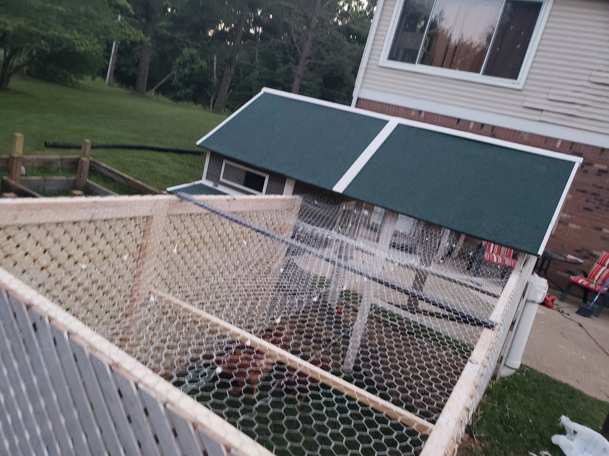 Lady_Arsenic_'s tweet photo. The chick chicks officially have a extra 8x5 run, with plenty of sunlight if they want it! #Spoiled  #ProjectFinished https://t.co/fEt8nZveQy