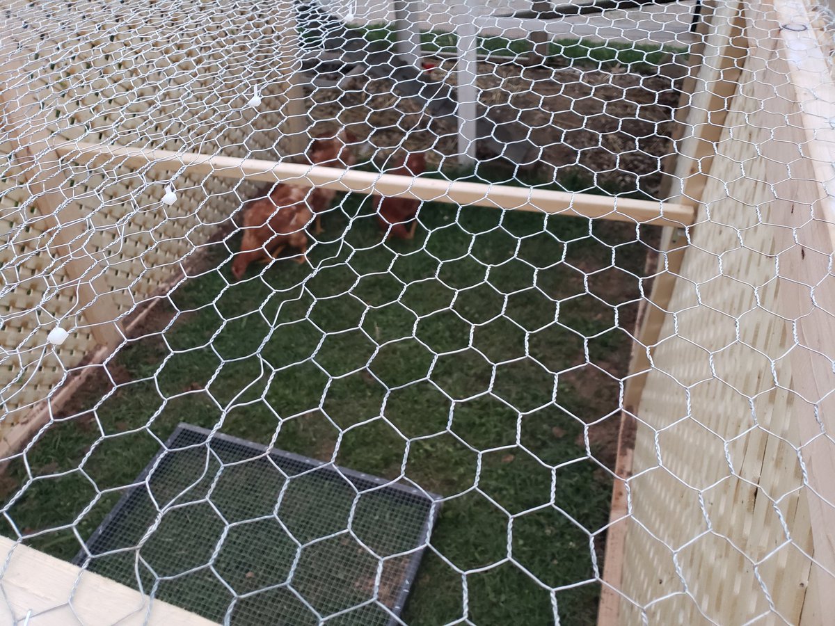 Lady_Arsenic_'s tweet photo. The chick chicks officially have a extra 8x5 run, with plenty of sunlight if they want it! #Spoiled  #ProjectFinished https://t.co/fEt8nZveQy