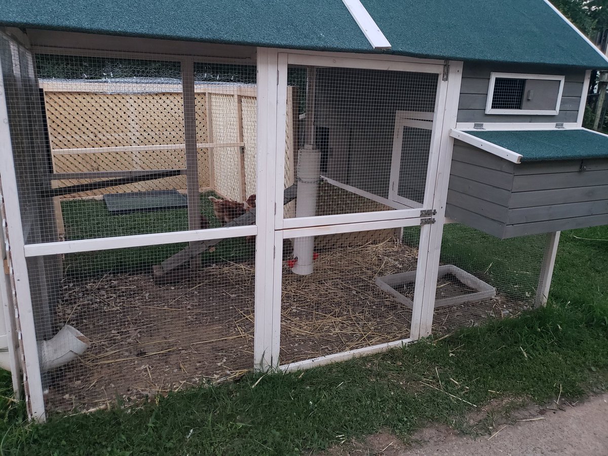 Lady_Arsenic_'s tweet photo. The chick chicks officially have a extra 8x5 run, with plenty of sunlight if they want it! #Spoiled  #ProjectFinished https://t.co/fEt8nZveQy