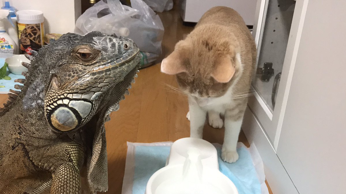Netgeek動物 猫 イグアナが僕のお水飲んでる Netgeek T Co Was3unbjrr Netgeek動物 猫 イグアナが僕のお水飲んでる Netgeek T Co Was3unbjrr