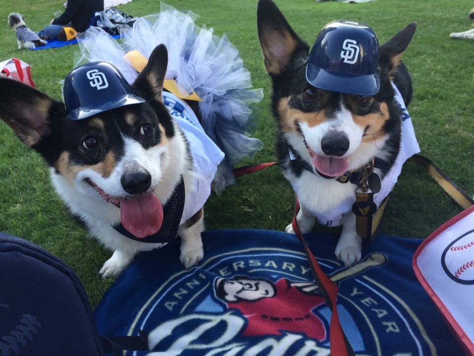 sdmactech's tweet image. #padres #padrespets #sdinhd
