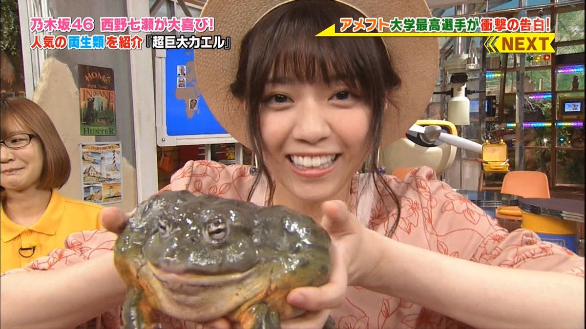 Nanahiko Twitterren 本日 6月6日は カエルの日 ということで 世界一可愛いい 爬虫類好きアイドル 乃木坂46 の 西野七瀬 さんがこちらです こんな大きいカエルだって平気で手づかみしちゃいます カエルの日 かえるの日