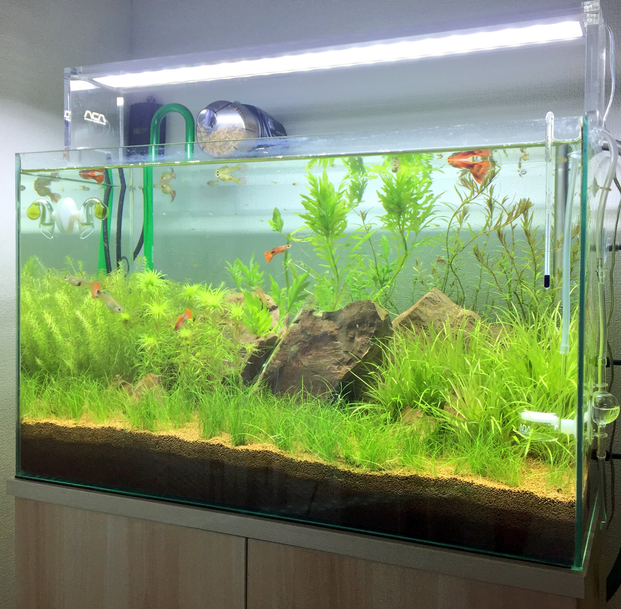 オホーツクのアクアリウム 新しく立ち上げた水草水槽も水質が安定してきました T Co Usogtfvu6u Twitter