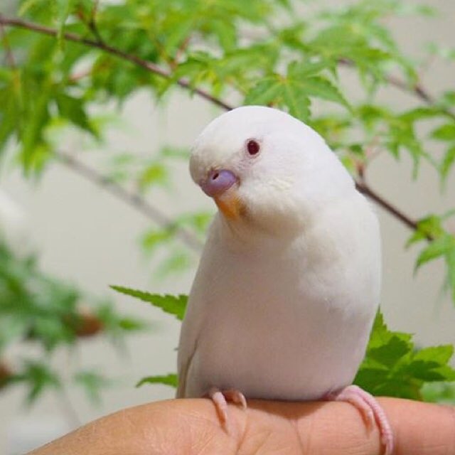 白いセキセイインコ探してます 迷子鳥 埼玉 行田 吹上 على تويتر 拡散希望 18年６月６日 午前10時頃 鳥かご掃除の際 白い セキセイインコを逃してしまいました 目が赤く 鼻はピンクです 人見知りするかもです 生後3 4ヶ月程度です 保護された方 目撃情報