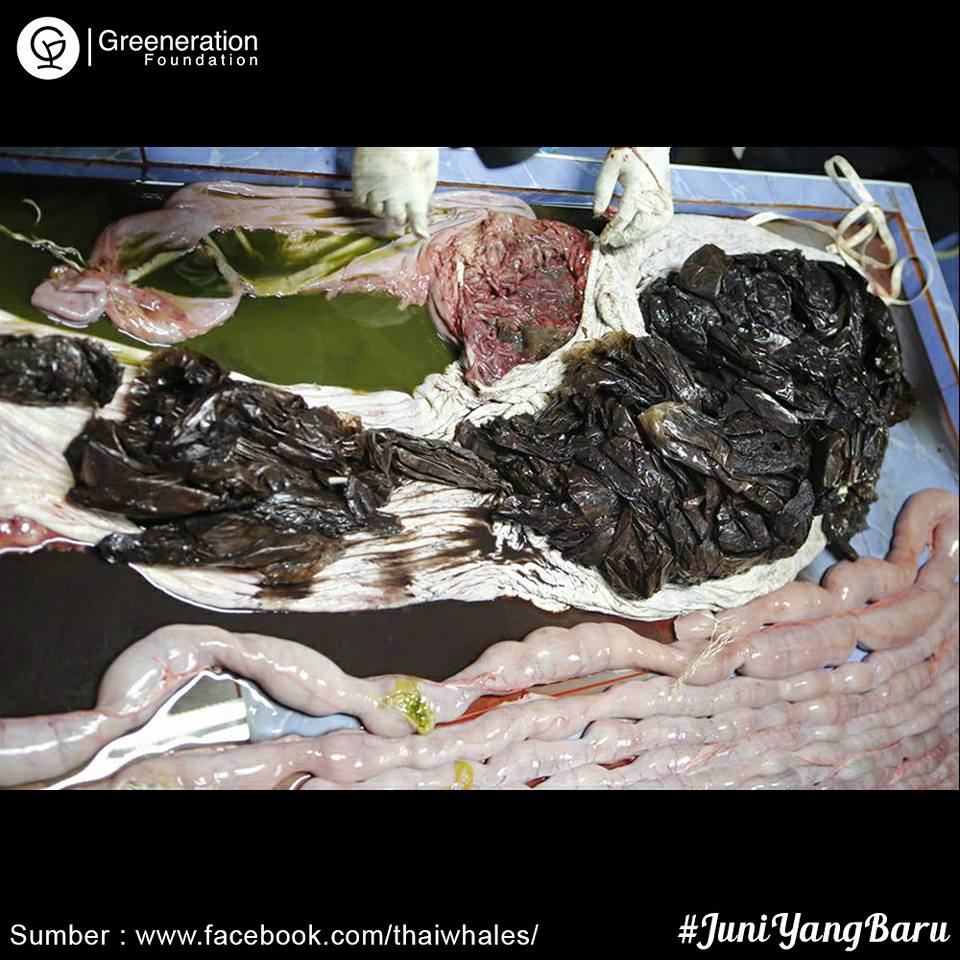 The death of a whale in South Thailand on 1st June 2018 remind us as human that what we do has big impact to the environment.
After it was investigated they found out that the whale had ingested about 7,7 kilograms or more than 80 pieces of plastic waste.

#WorldEnvironmentDay