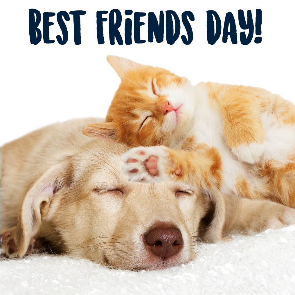 Image result for best friends day cats