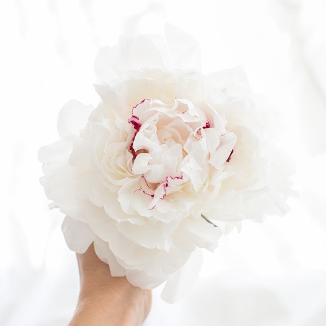 run_gin_run's tweet photo. HELLO PEONY SEASON! It's every blogger's, instagrammers and general female hashtag followers favourite 8 weeks of the year! Wanna jump on the bandwagon? Better keep up with the trends! (FYI - that's what we're here for...) .

#peonyaddict #peonyseason #p… https://t.co/MUy6eAco5i https://t.co/w6Ugaeavan