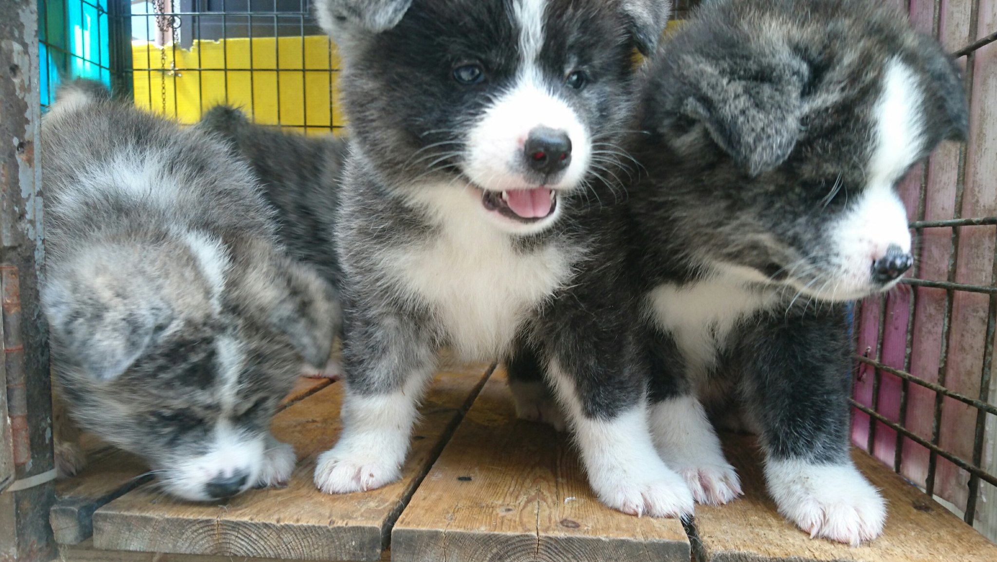 ひーちゃん 生後40日目 大きくなりました 秋田犬 秋田犬ブリーダー 秋田犬虎毛 秋田犬子犬 鹿児島 薩摩日登美犬舎 T Co Gw603estsg Twitter ひーちゃん 生後40日目 大きくなりました 秋田犬 秋田犬ブリーダー 秋田犬虎毛 秋田犬子犬 鹿児島 薩摩日登美犬舎 T Co Gw603estsg Twitter