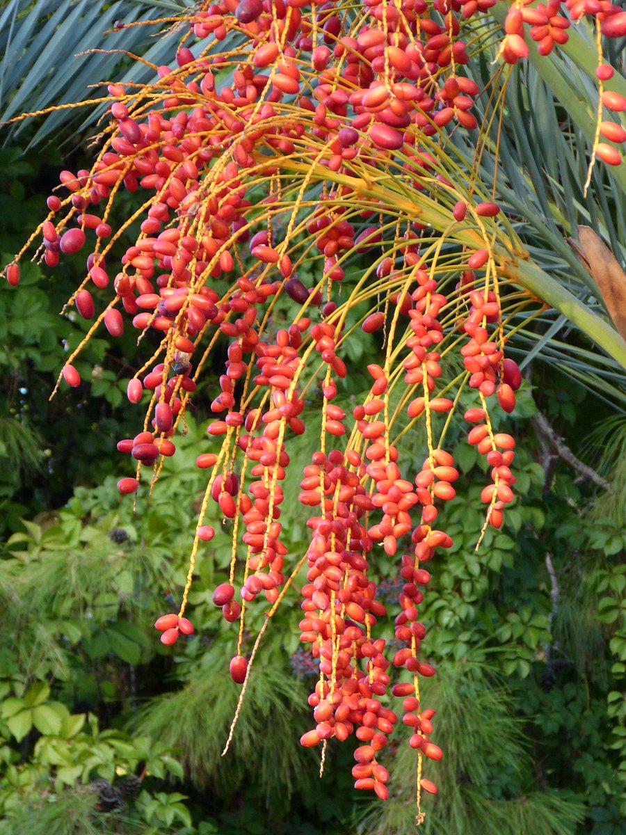 Technavio's tweet photo. #Dates contain rare #organicsulfur that reduces the potency of allergic reactions. Our report highlights the other factors contributing to the #palmdate processing equipment market.
#datefruit #food #healthy
https://t.co/7zRsvHCNwr https://t.co/2X0xxTW3EH