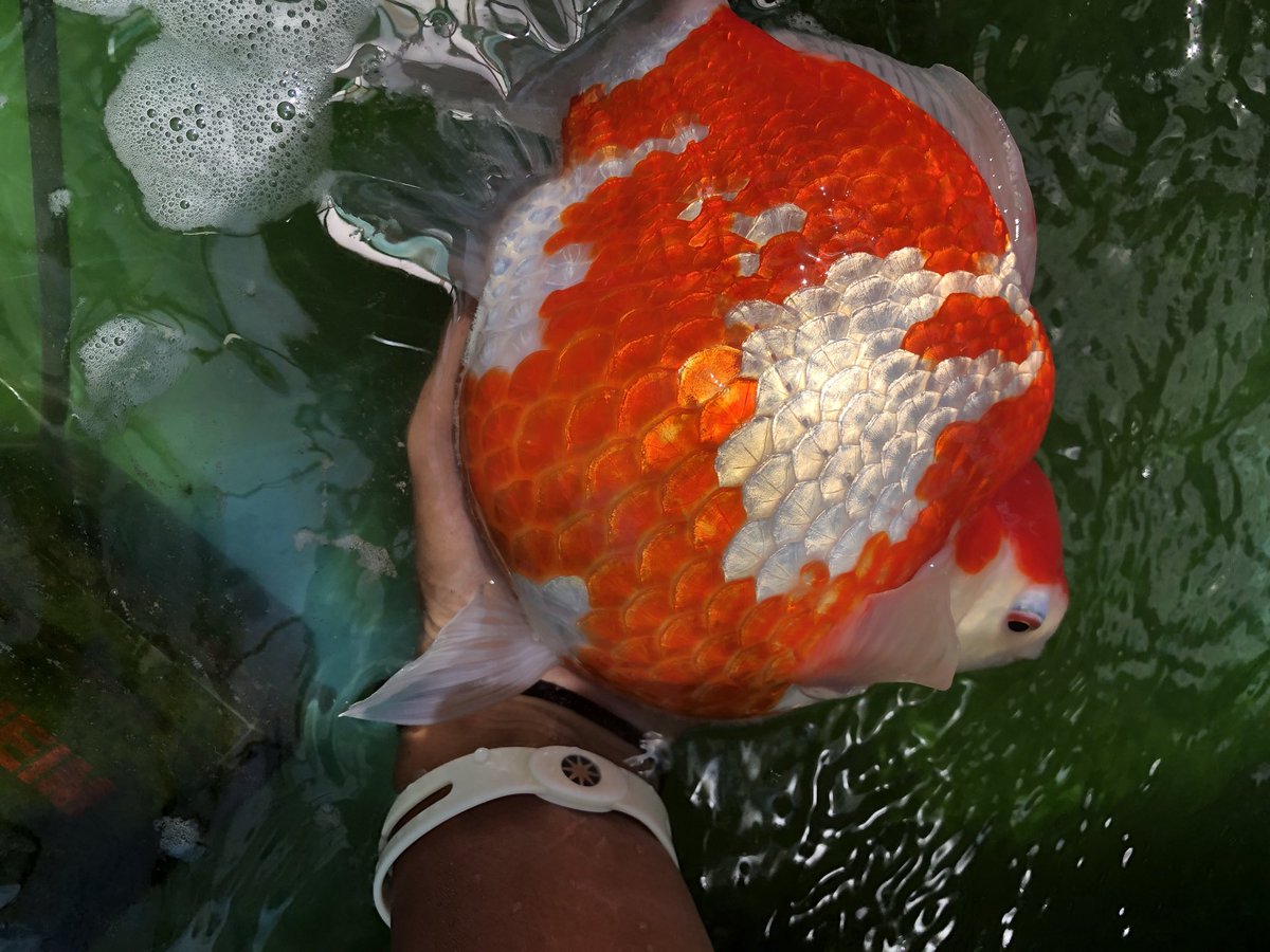 Miima え 金魚 この大きさになる種類の金魚なのかな ほ 欲しいぃぃ 素敵