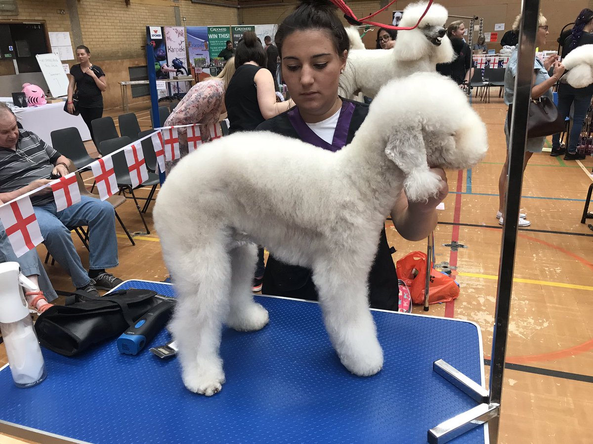 kiki's pet spa & boutique