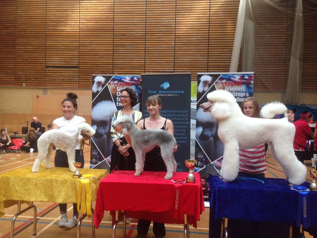 Brightonpetspa's tweet photo. Meg did us proud again yesterday at her 2nd competition, this time in the experienced section with 'Kiki' the Bedlington... 3rd place! https://t.co/9oHAuOAyhY