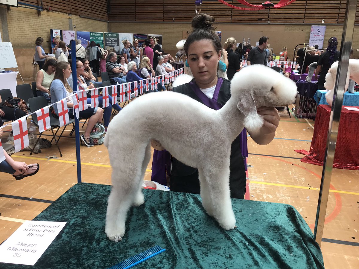 Brightonpetspa's tweet photo. Meg did us proud again yesterday at her 2nd competition, this time in the experienced section with 'Kiki' the Bedlington... 3rd place! https://t.co/9oHAuOAyhY