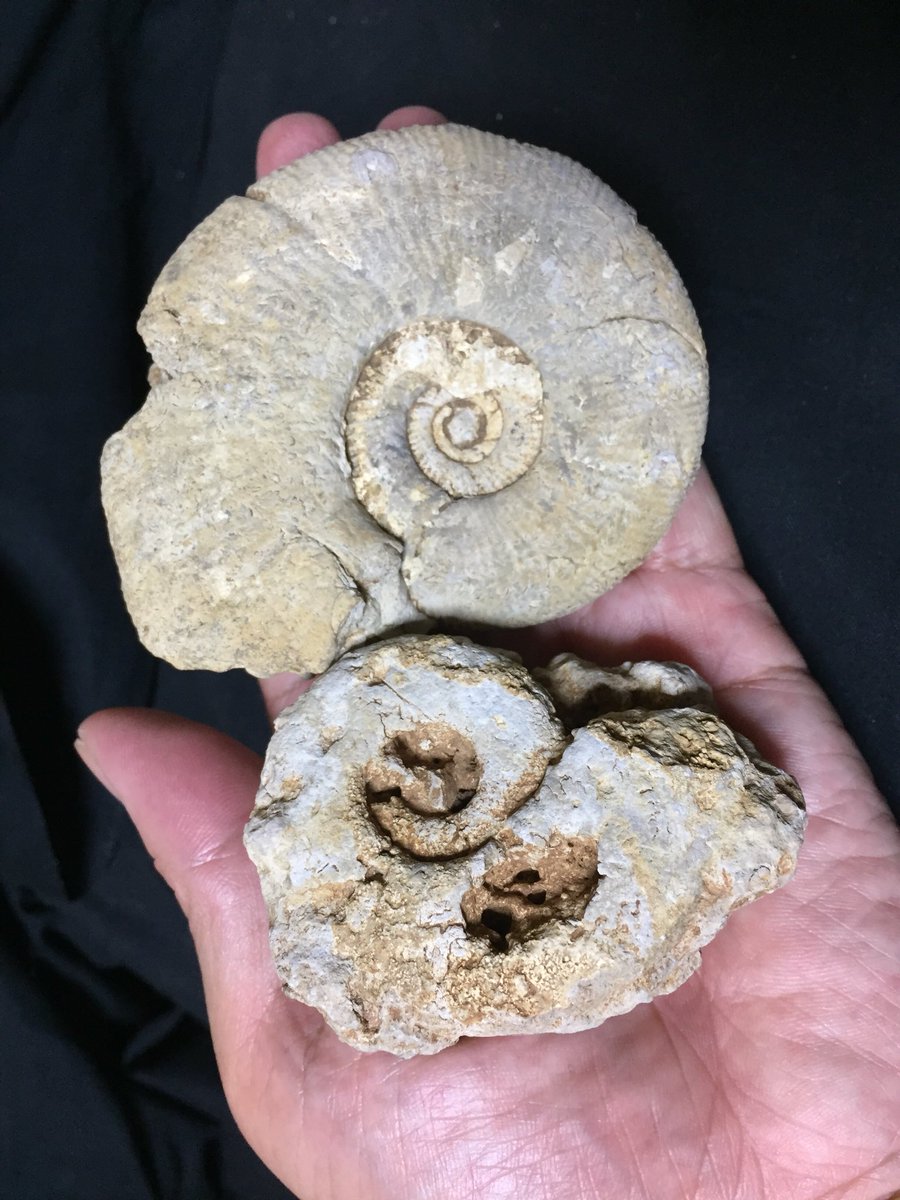 先週末に入手したもの。
フランス産のアンモナイトの化石。
この大きさの化石を２つ、しめて「400円」也！( ^ω^ )

安すぎるやろ〜〜！(≧∀≦)

#アンモナイトの化石 #アンモナイト #ammonite #ammonitefossil #fossil #フランス産 #東京国際ミネラルフェア #ミネラルフェア #mineralfair #ジュラ紀